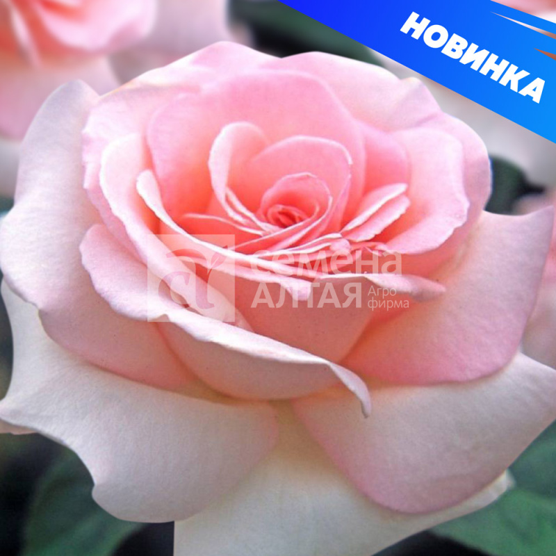 Мн Роза ПАКЕТ чайно-гибридная Александр...