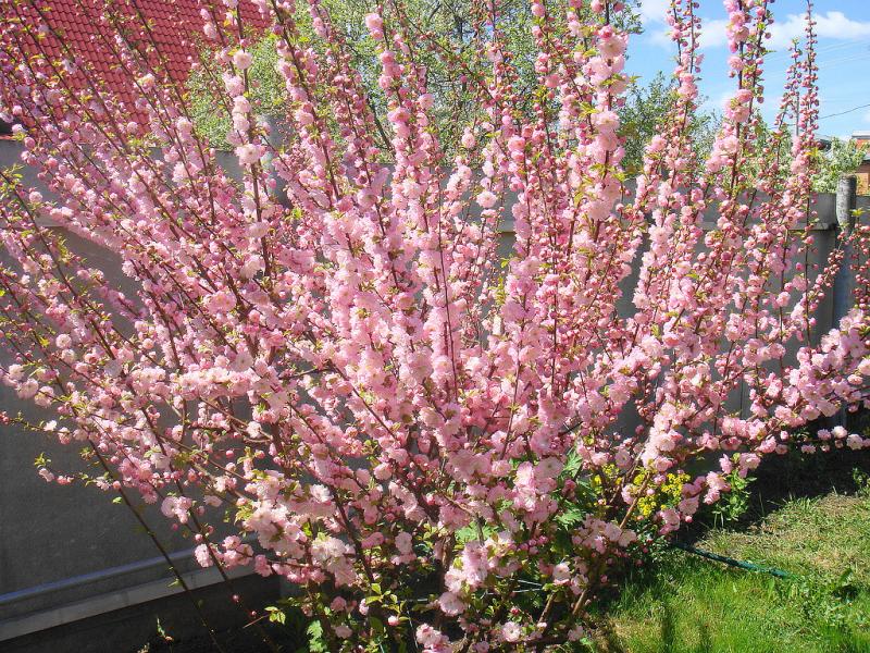 Мн Миндаль трехлопастной Розенмунд...