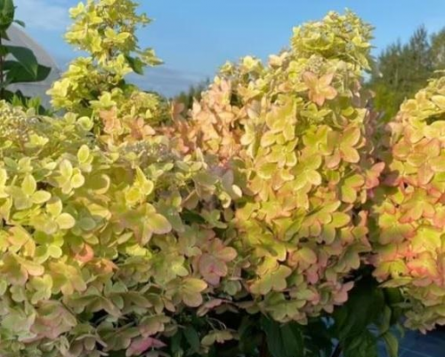 Мн Гортензия Металлика метельчатая (выс 1,5 м, в...