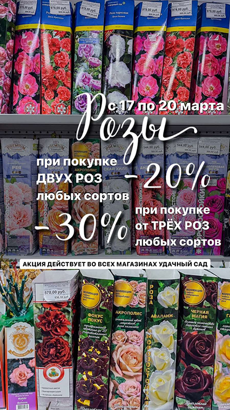 АКЦИЯ: Розы до -30%