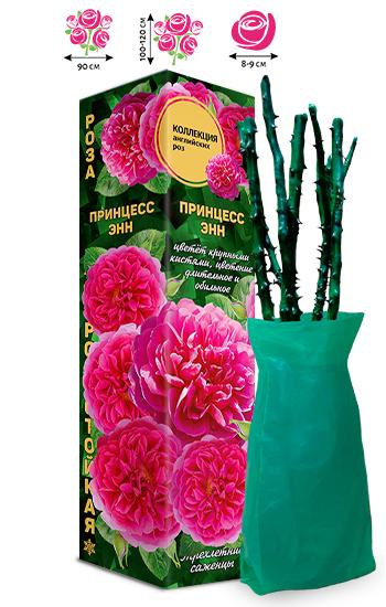 Мн Роза парковая англ Принцесс Энн (выс 100 см,...