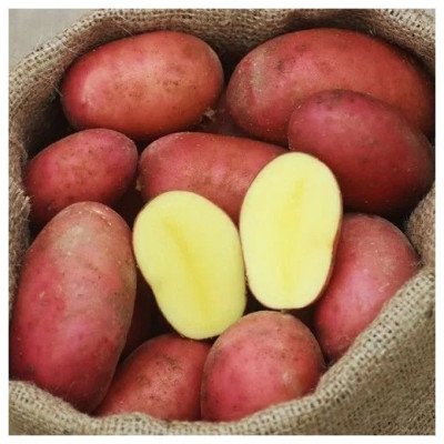 Картофель АЛУЭТ (среднесп, мякоть желт, кожура...