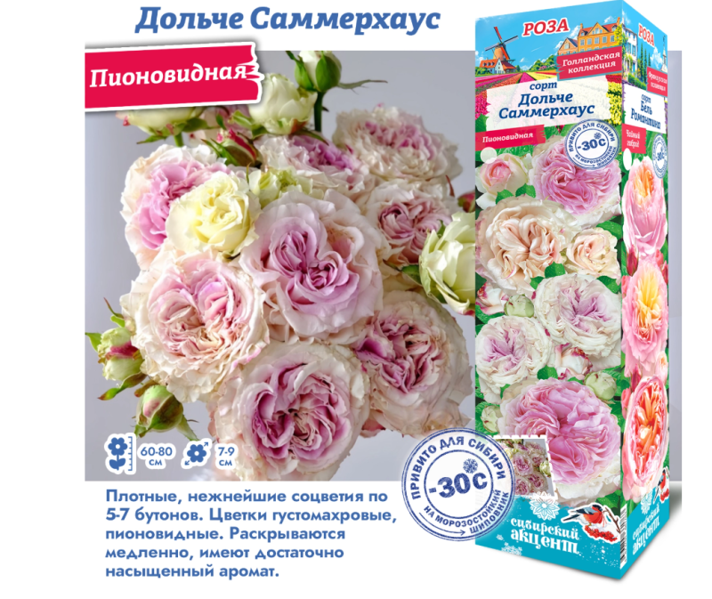 Мн Роза Спрей Дольче Саммерхаус (пионовидн,...