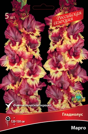 Мн Гладиолус Российская селекция Марго (выс 130...