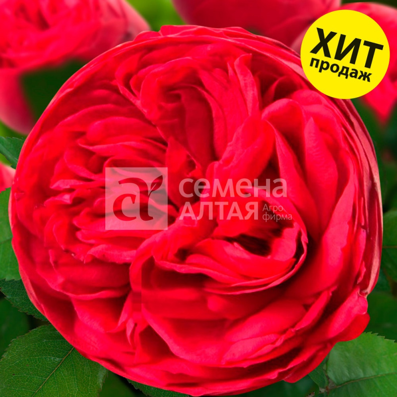 Мн Роза ПАКЕТ Центифольная Адажио (выс 100 см,...