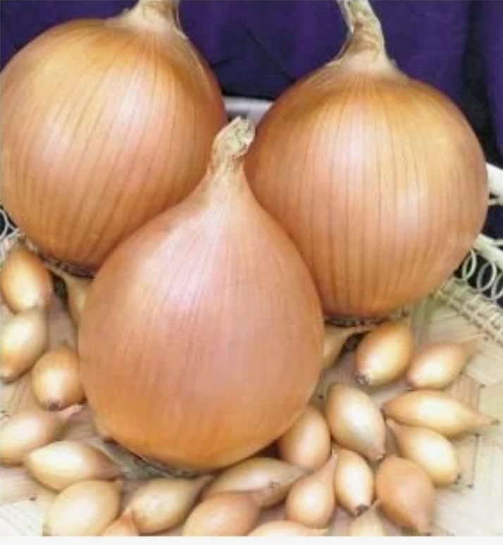 Лук Севок Стурон 10-21 мм0 ФАСОВАННЫЙ 0,5 кг 1/20...