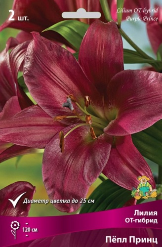 Мн Лилия От-гибрид Пепл Принс...