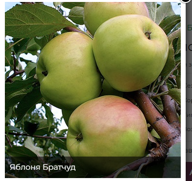 Мн Яблоня карликовая Братчуд (зимнего срока, с...