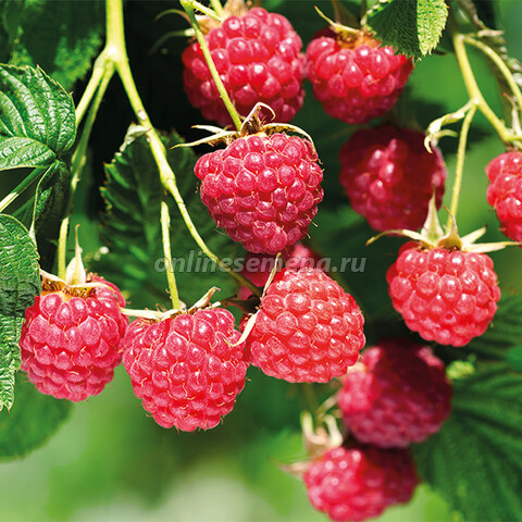 Мн Малина Бабье лето ремонтантные сорта (3-3,5...