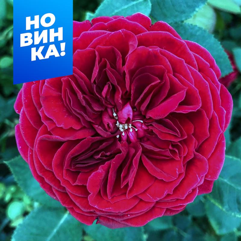 Мн Роза английская Тесс выс 120 см, темно-красн,...