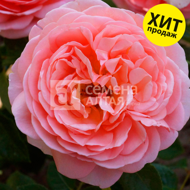 Мн Роза английская Абрахам Дерби (выс 120 см,...