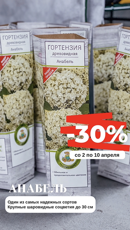 Одна из самых знаковых гортензий АНАБЕЛЬ -30%!