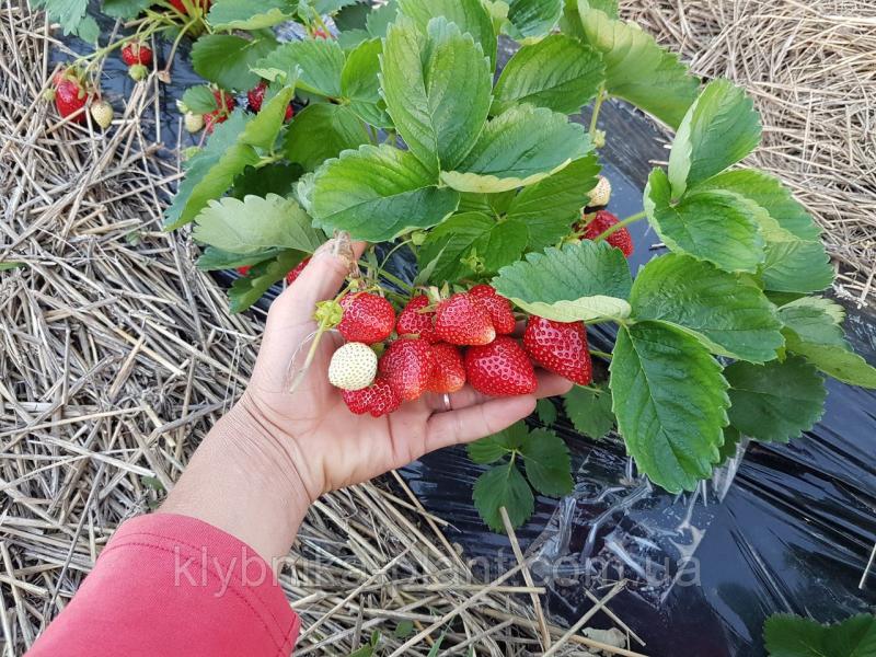 Контейнер Земляника Аромас (ремонтантный, крупный, устойчив к паутинному клещу) 1 шт Р9 УС* | Изображение товара