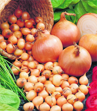 Лук Севок Штутгартен Ризен 14-21 ФАСОВАННЫЙ 0,5...