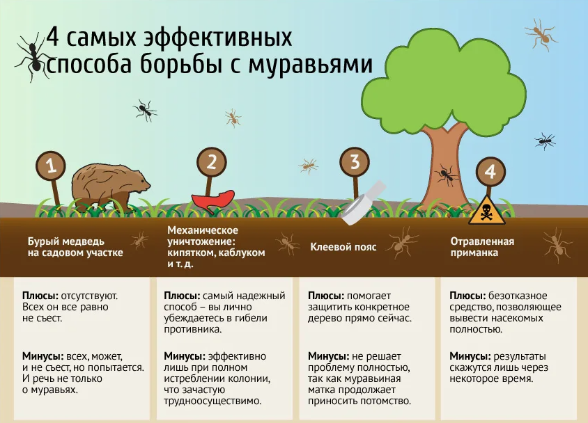 Как избавиться от муравьев способы